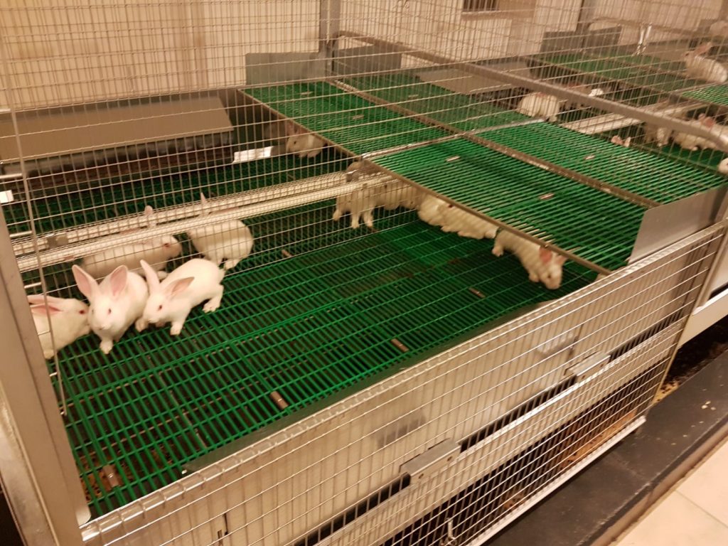 Lapins - Parc d'engraissement avec fond plastique Rabbits – Fattening park with plastic floor