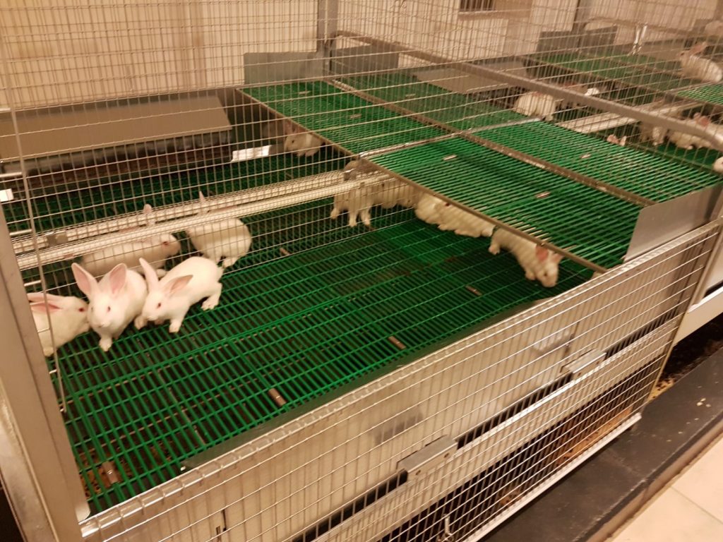 Rabbits – Fattening park with plastic floor